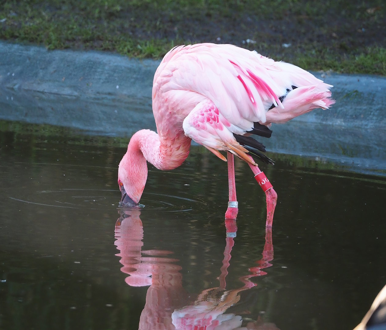 Lesser flamingo (Phoeniconaias minor), 2022-12-27