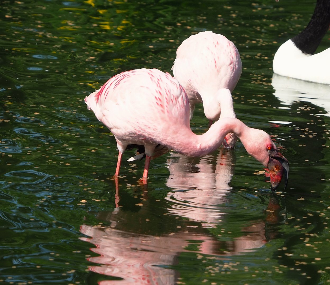 Lesser flamingo (Phoeniconaias minor), 2023-05-13