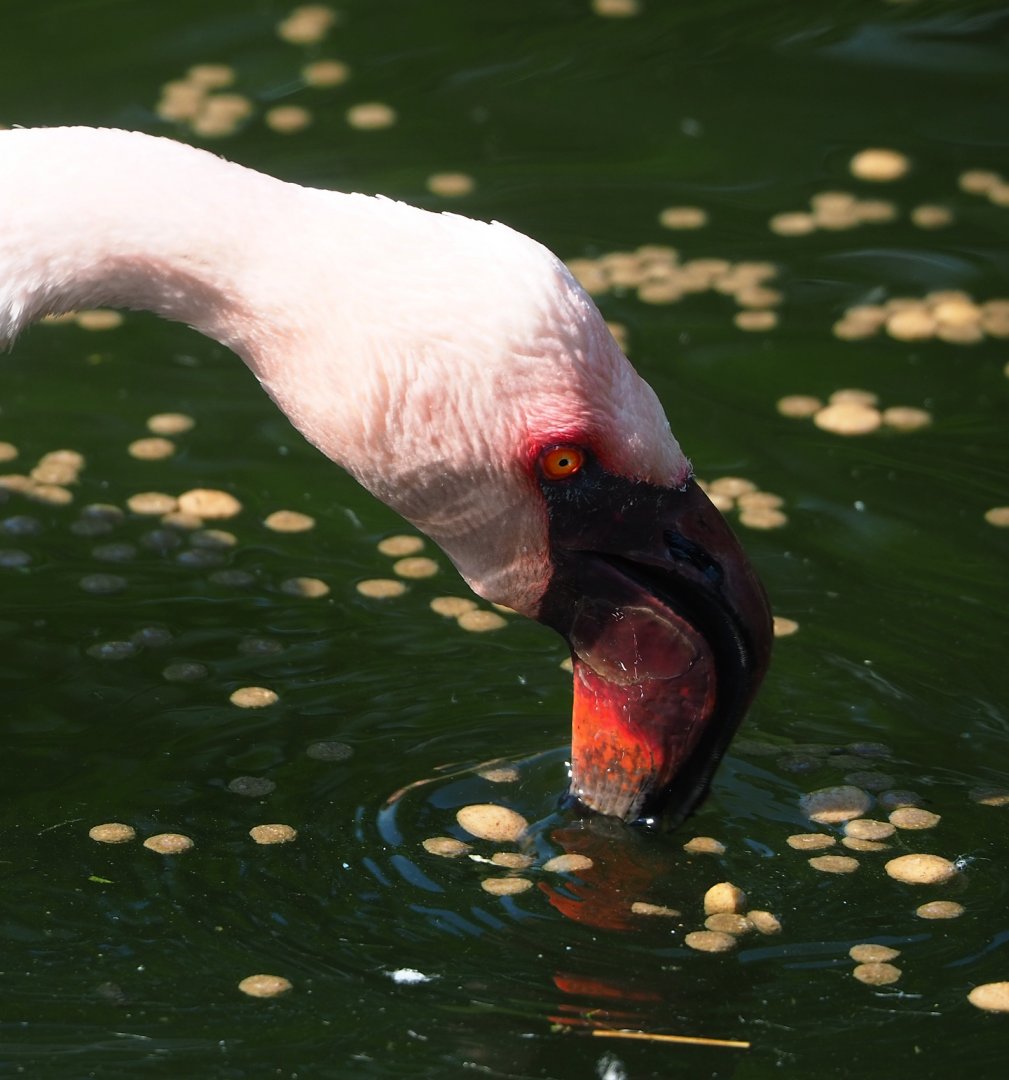 Lesser flamingo (Phoeniconaias minor), 2023-05-13