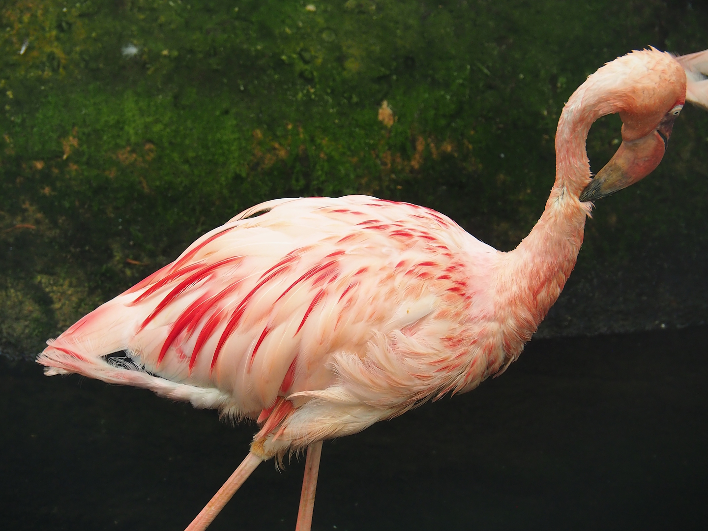 Lesser flamingo (Phoeniconaias minor), 2023-05-16