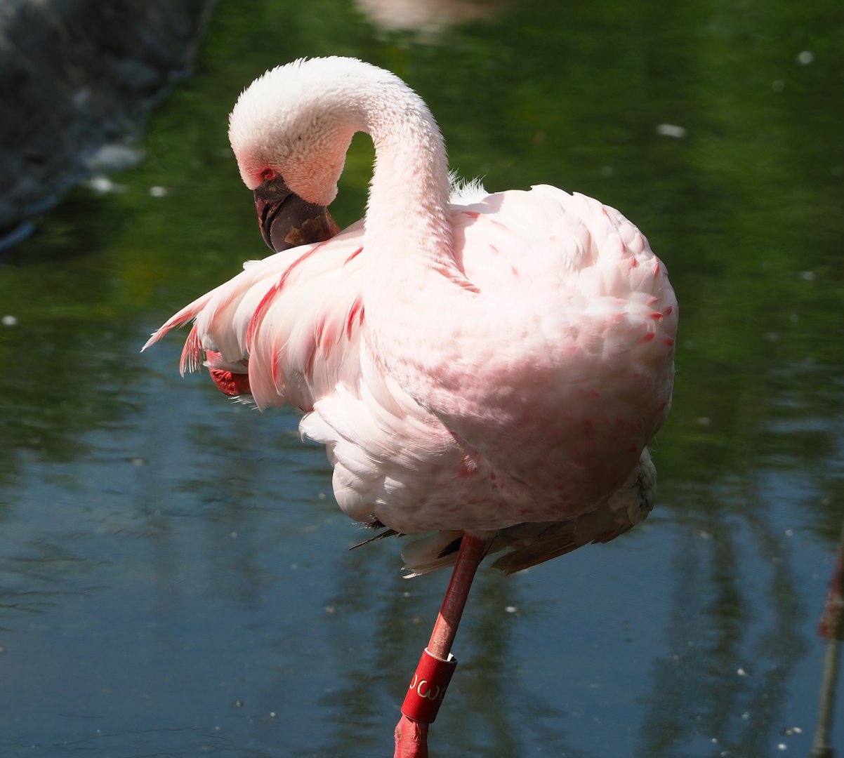 Lesser flamingo (Phoeniconaias minor), 2023-07-26