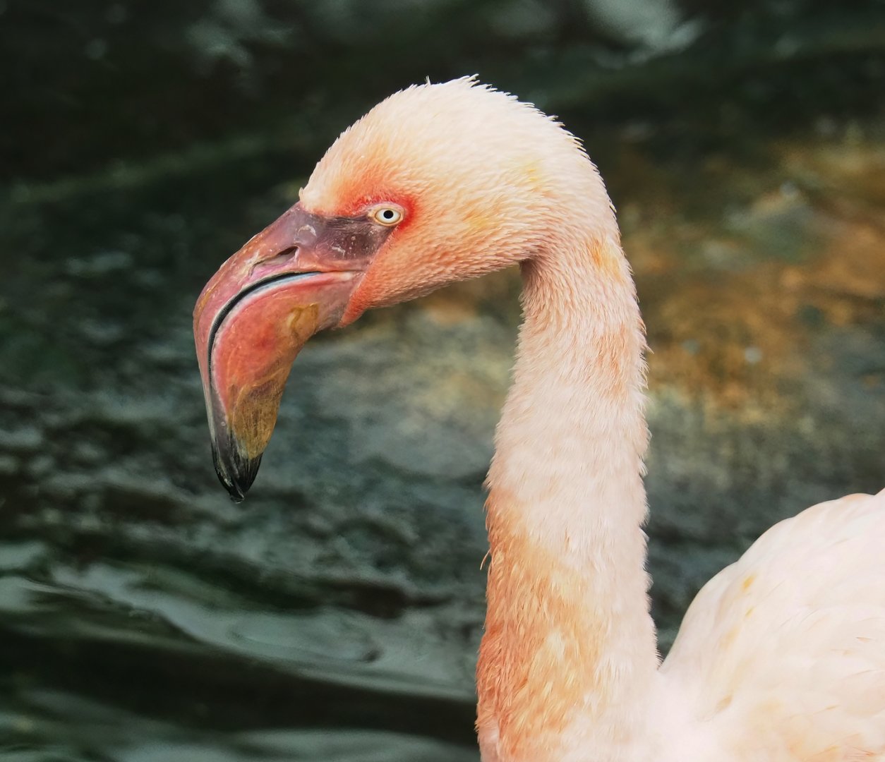 Lesser flamingo (Phoeniconaias minor), 2023-10-13