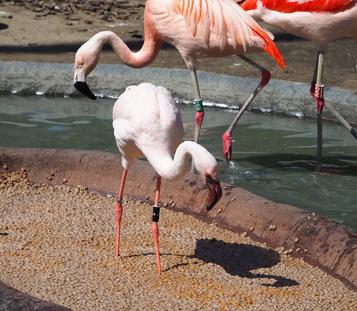 Lesser flamingo (Phoeniconaias minor) and Chilean flamingo (Phoenicopterus chilensis), 2022-06-15