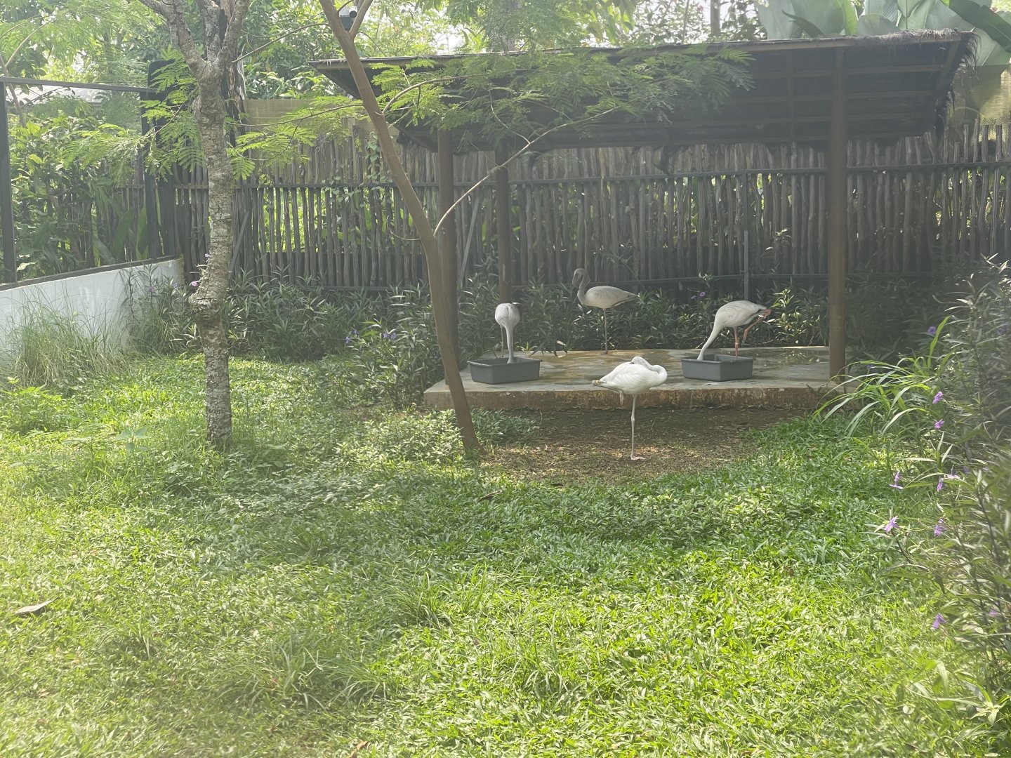 lesser flamingo (phoeniconaias minor) - aviary park
