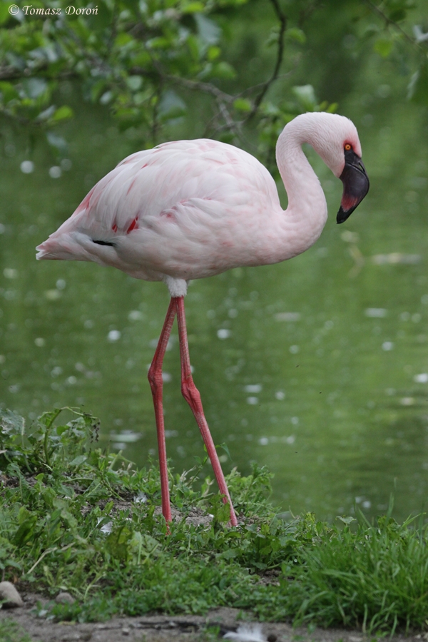 Lesser Flamingo (Phoeniconaias minor)