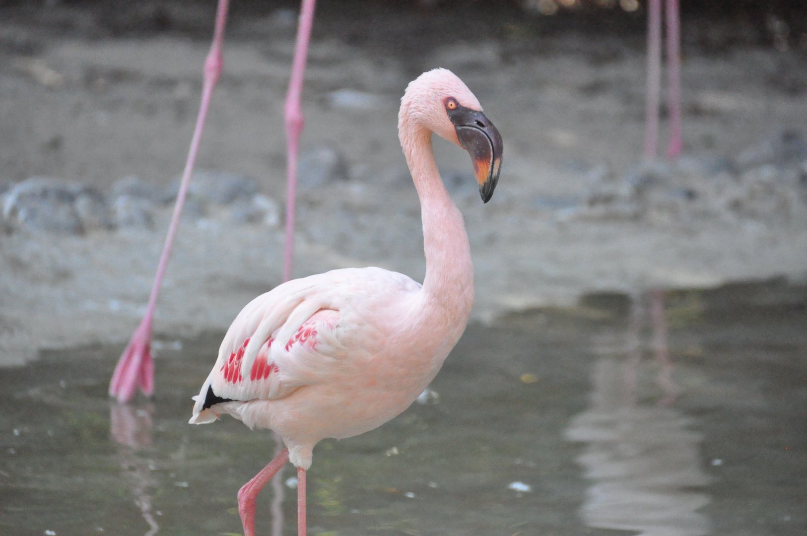 Lesser flamingo/ Phoeniconaias minor