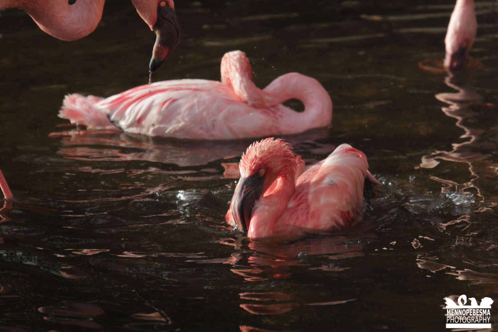 Lesser flamingo (Phoeniconaias minor)