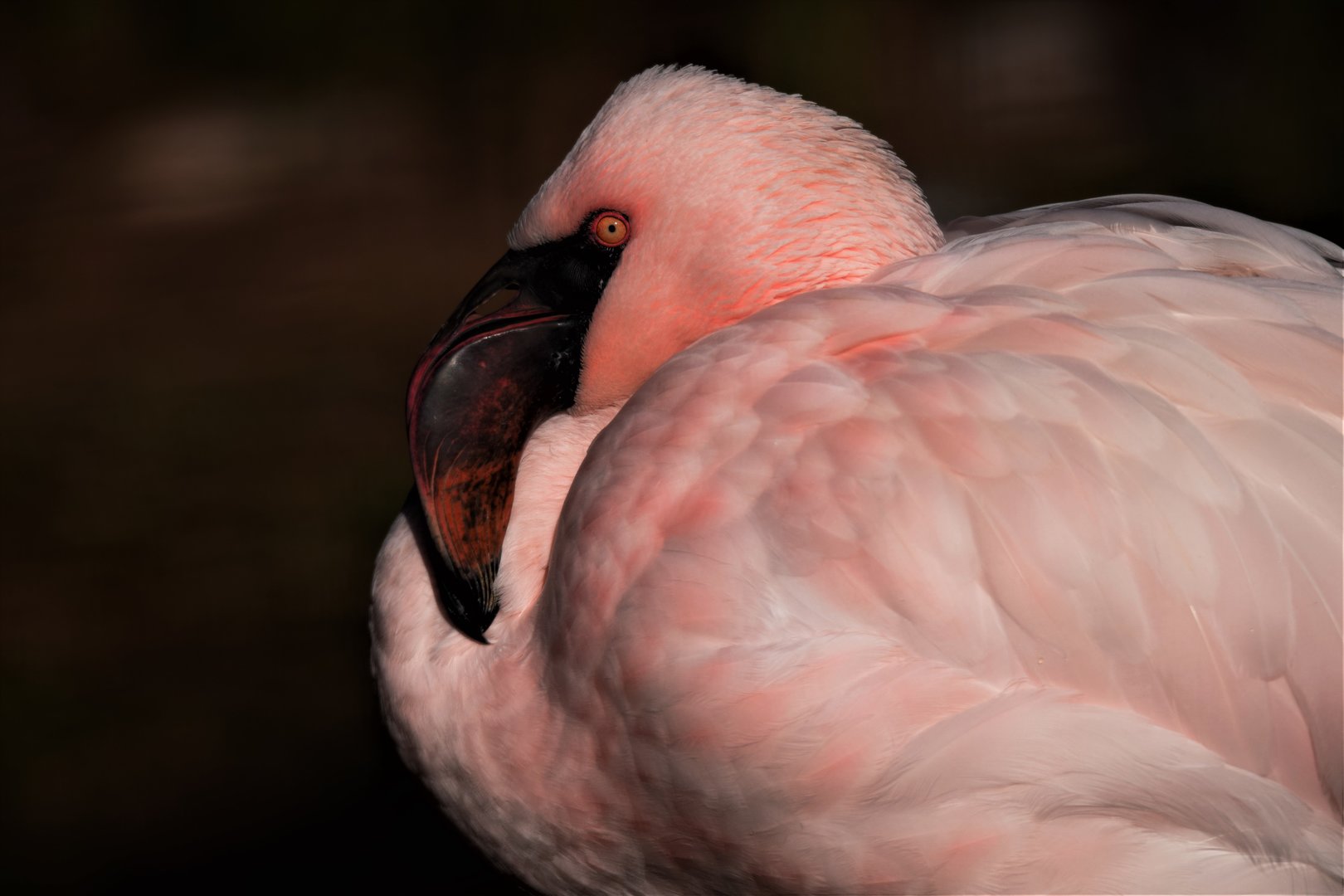 Lesser Flamingo (Phoeniconaias minor)
