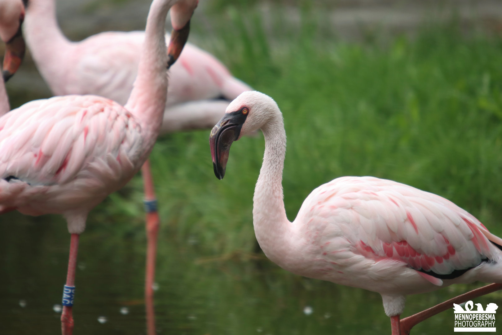 Lesser flamingo (Phoeniconaias minor)
