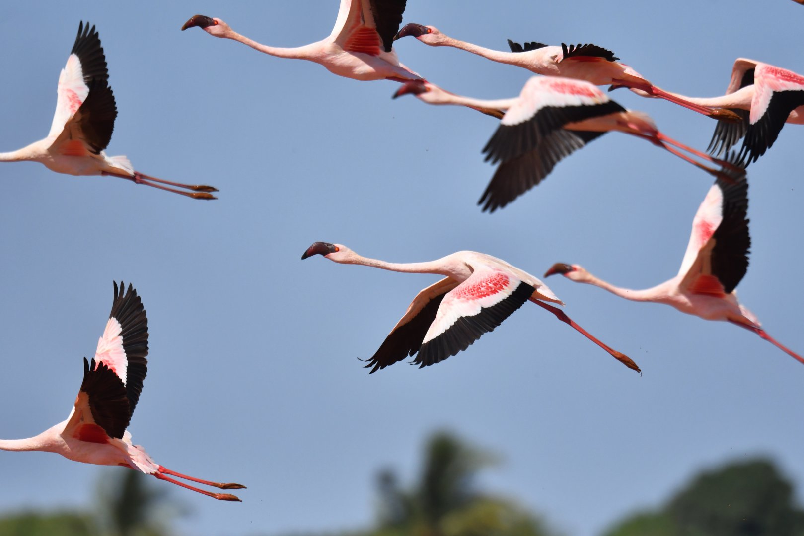 Lesser Flamingo (Phoeniconaias minor)