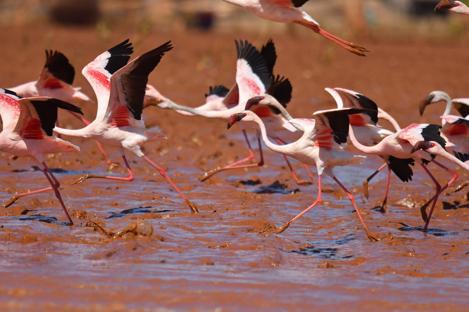 Lesser Flamingo (Phoeniconaias minor)
