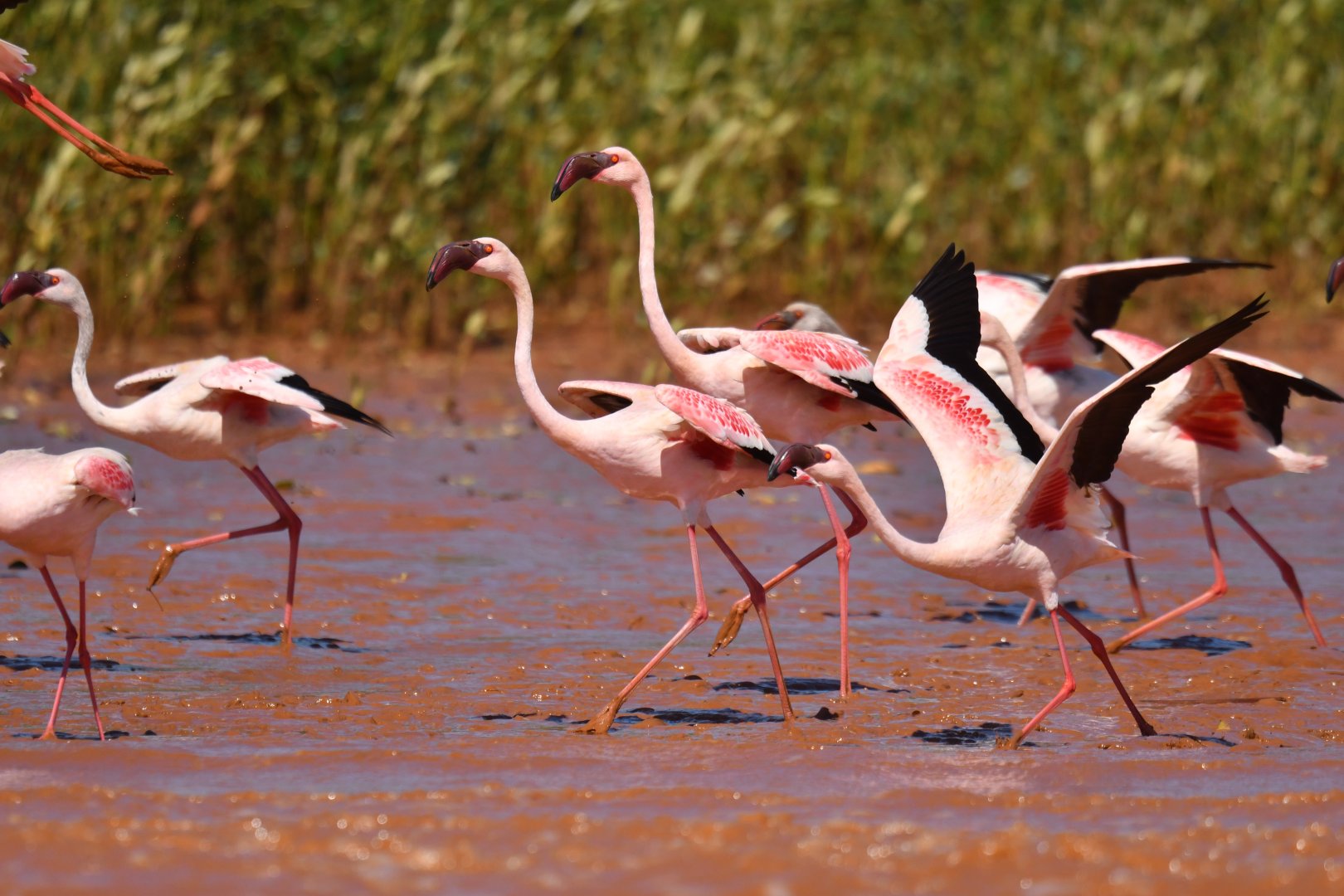 Lesser Flamingo (Phoeniconaias minor)