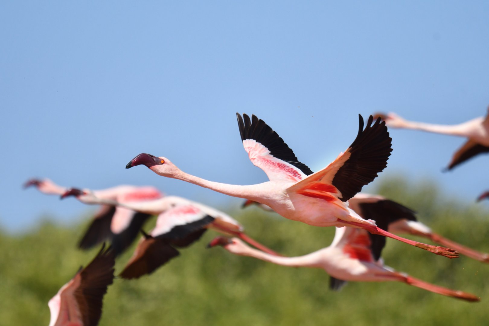 Lesser Flamingo (Phoeniconaias minor)