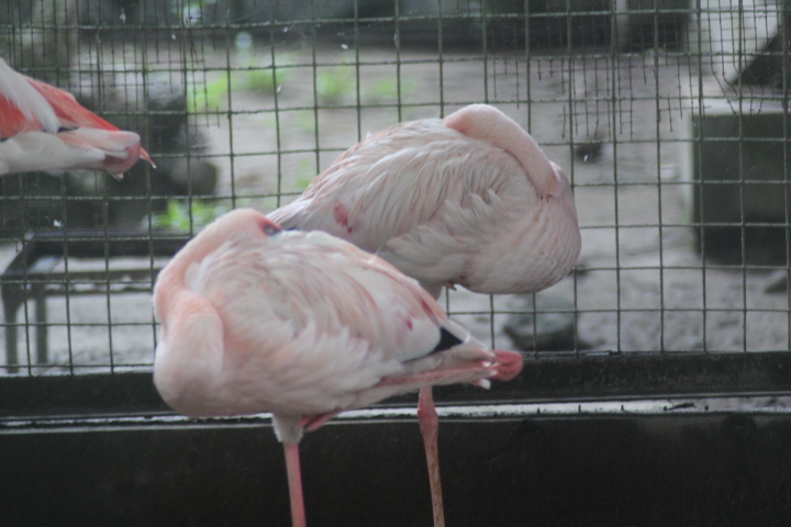 Lesser flamingo (Phoeniconaias minor)