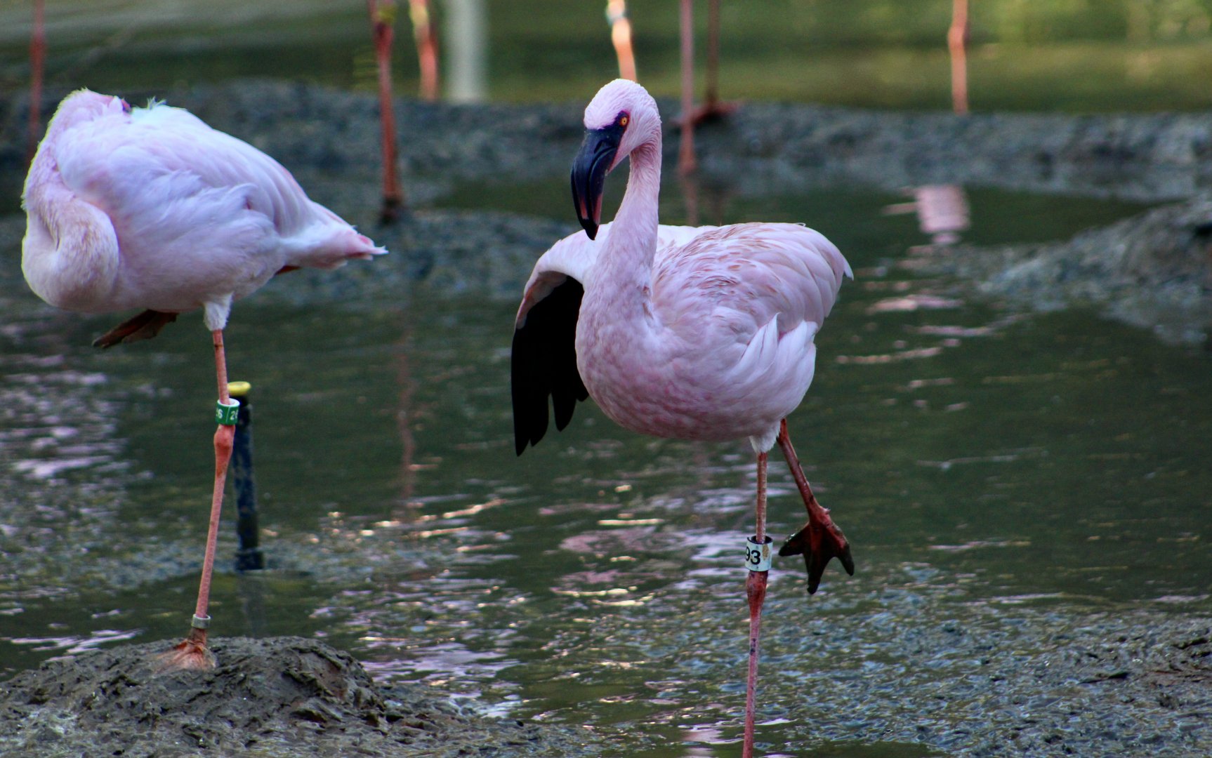 Lesser Flamingo (Phoeniconaias minor)