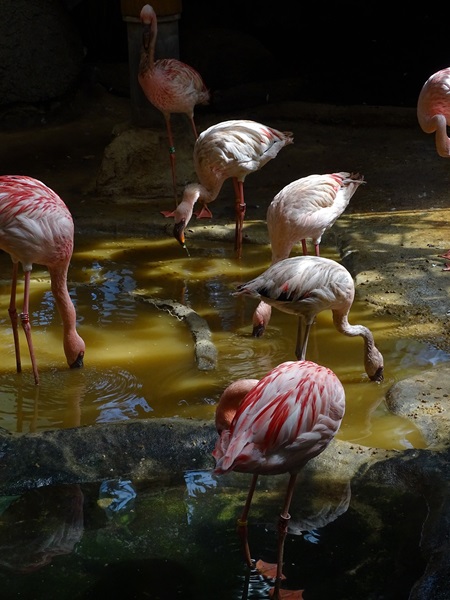 Lesser flamingo( Phoeniconaias minor)