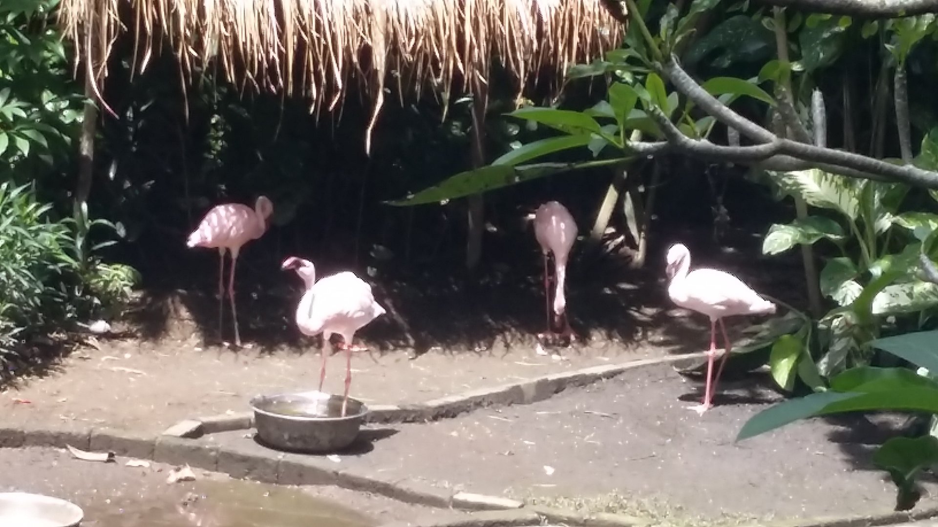 Lesser flamingo (Phoeniconaias minor)