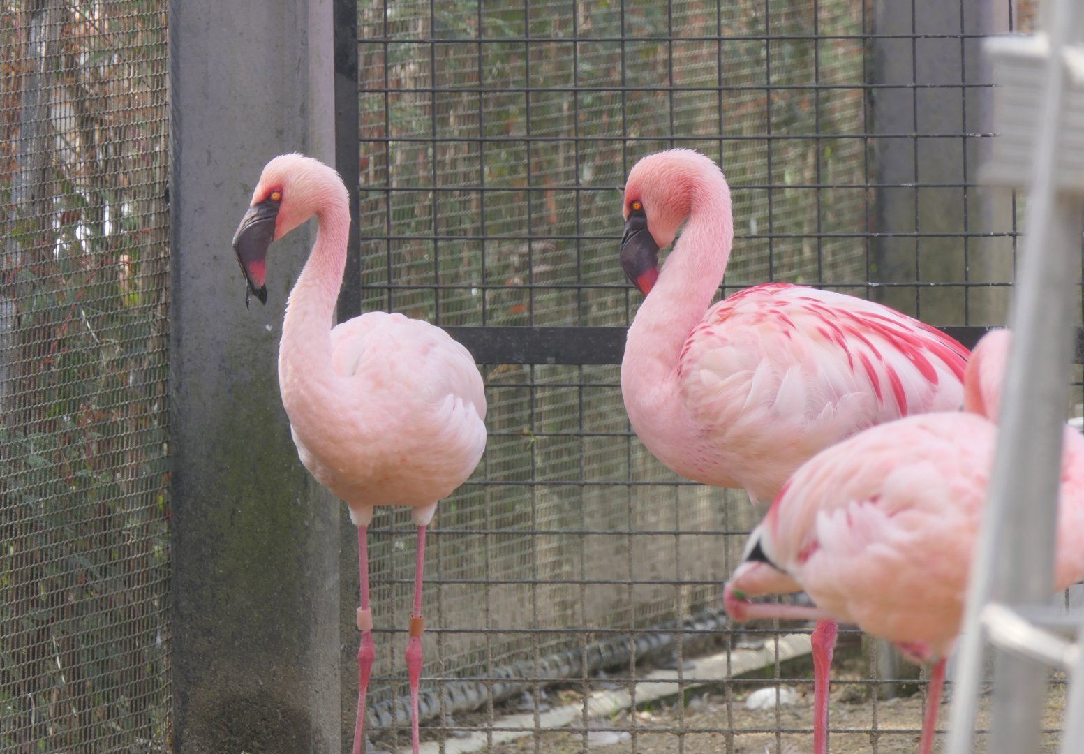 Lesser Flamingo (Phoeniconaias minor)