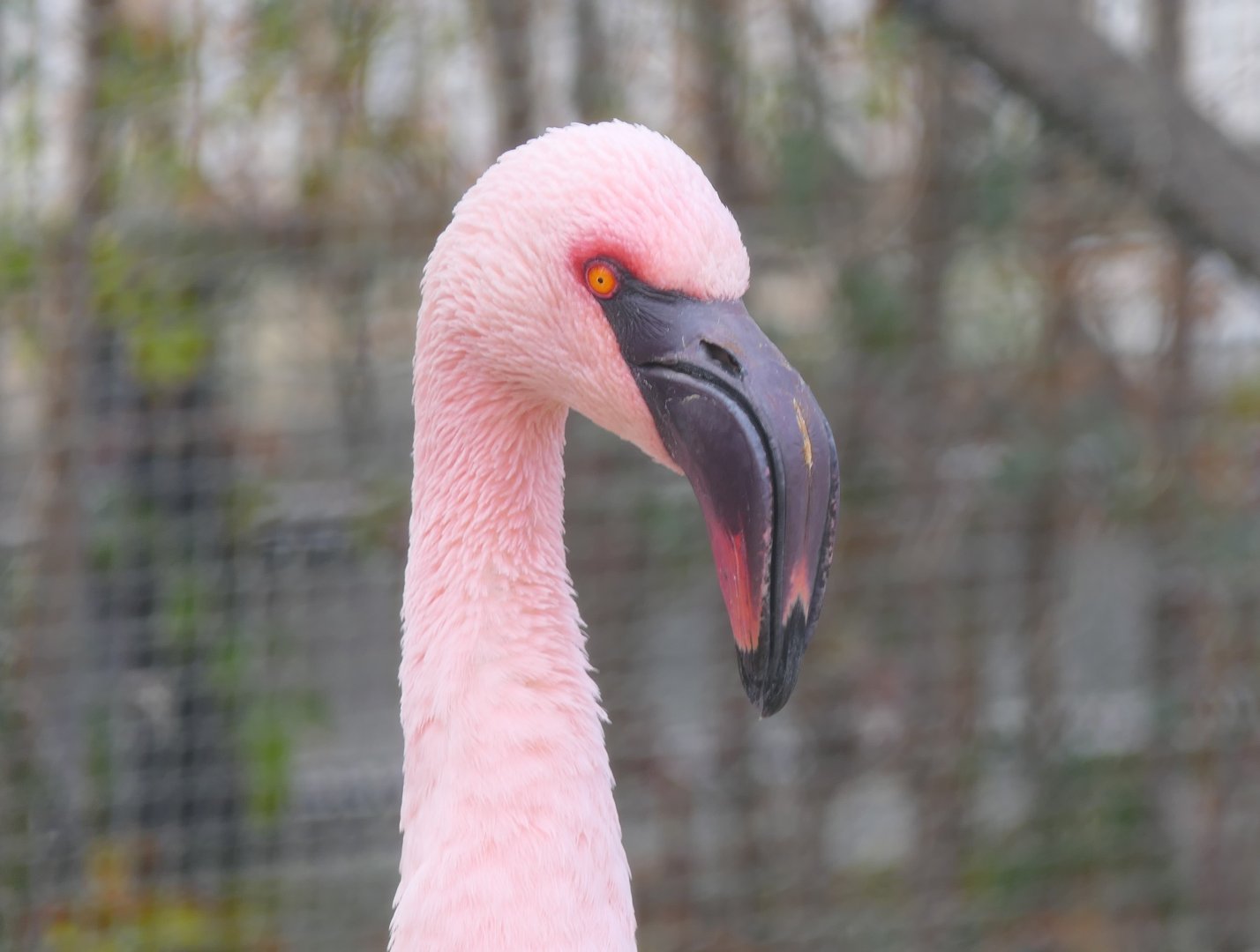 Lesser Flamingo (Phoeniconaias minor)