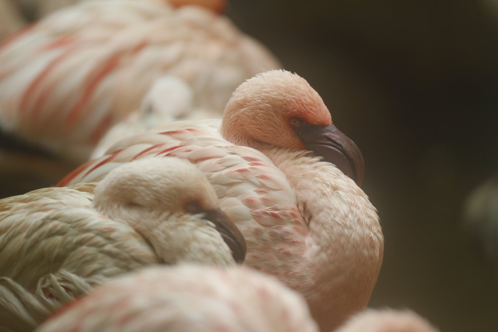 Lesser flamingo (Phoenicoparrus minor)