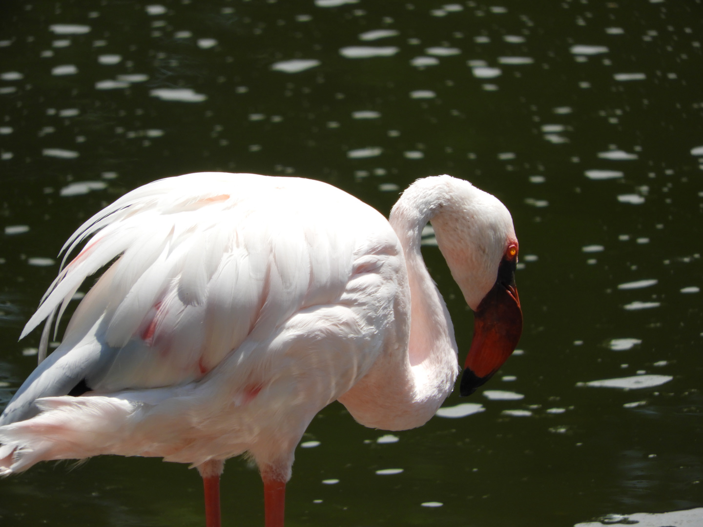 Lesser Flamingo (Phoenicoparrus minor)