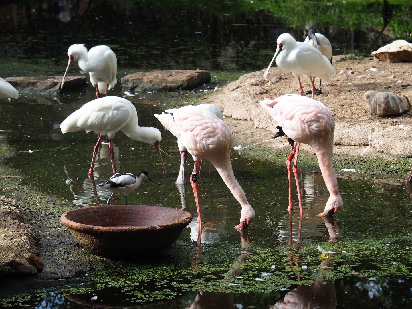 Lesser flamingo (Phoenicoparrus minor)