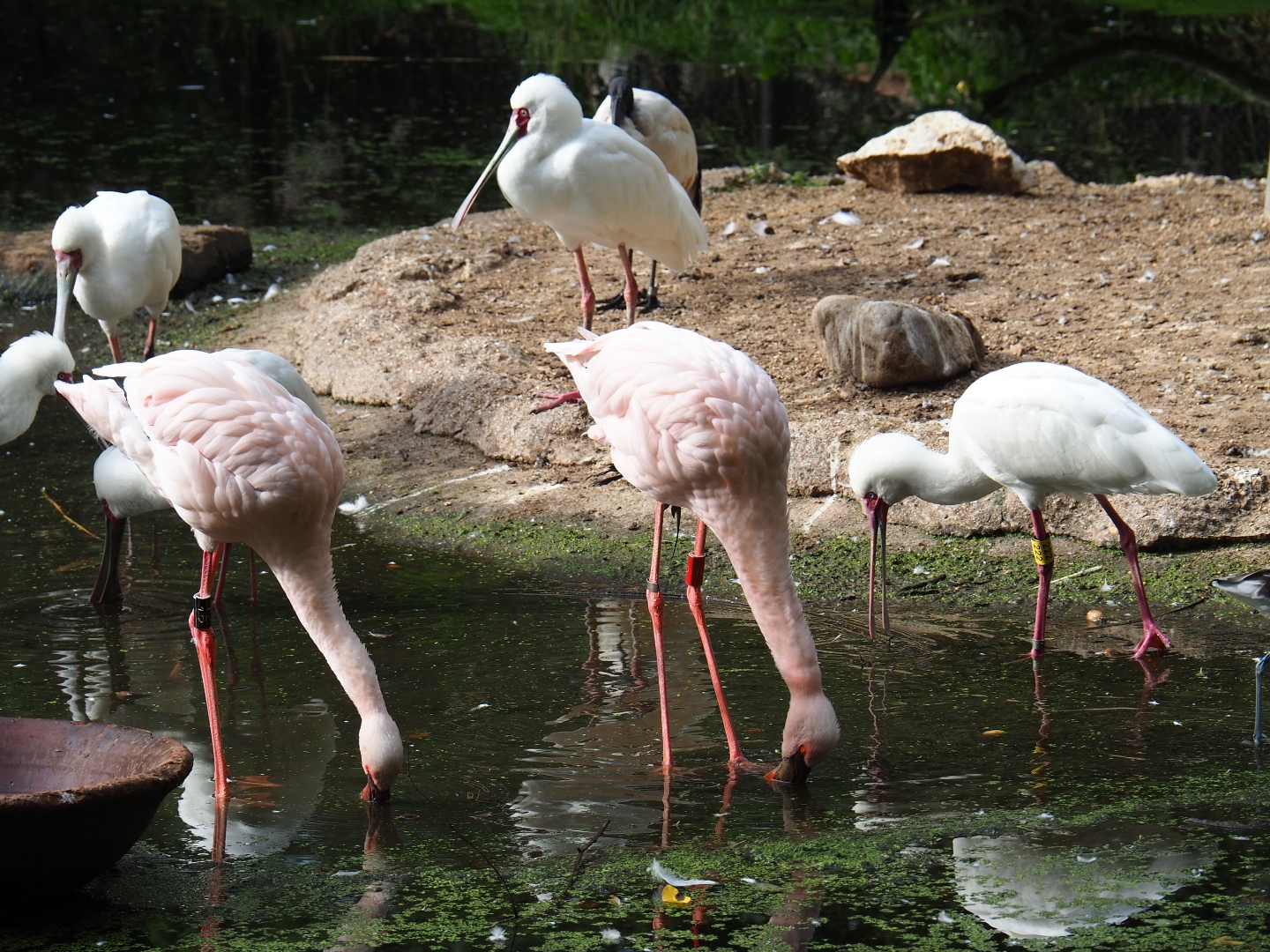 Lesser flamingo (Phoenicoparrus minor)