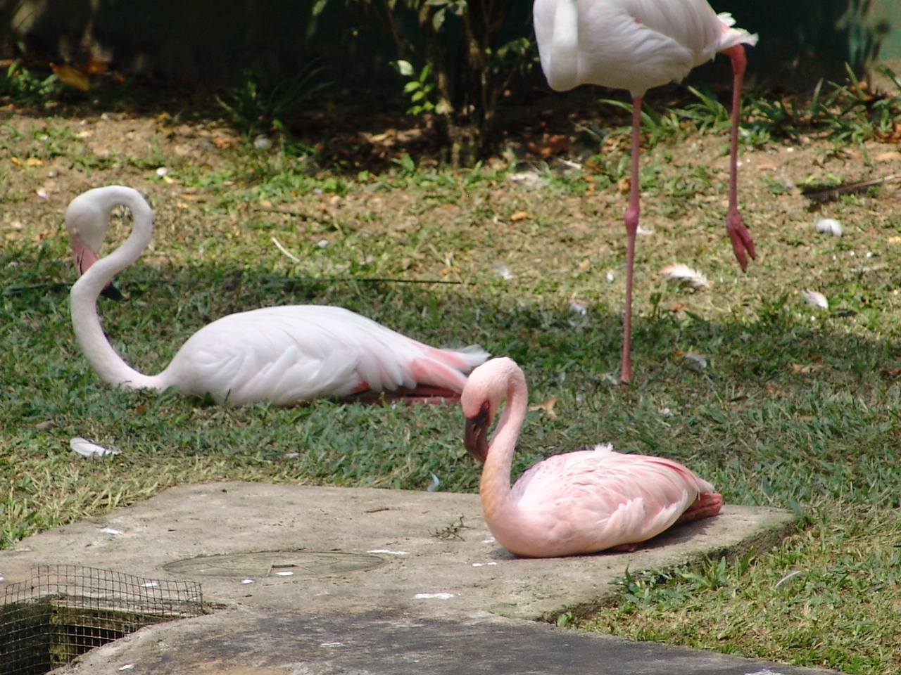 Lesser Flamingo (Phoenicopterus minor) & Greater Flamingo (Phoenicopter