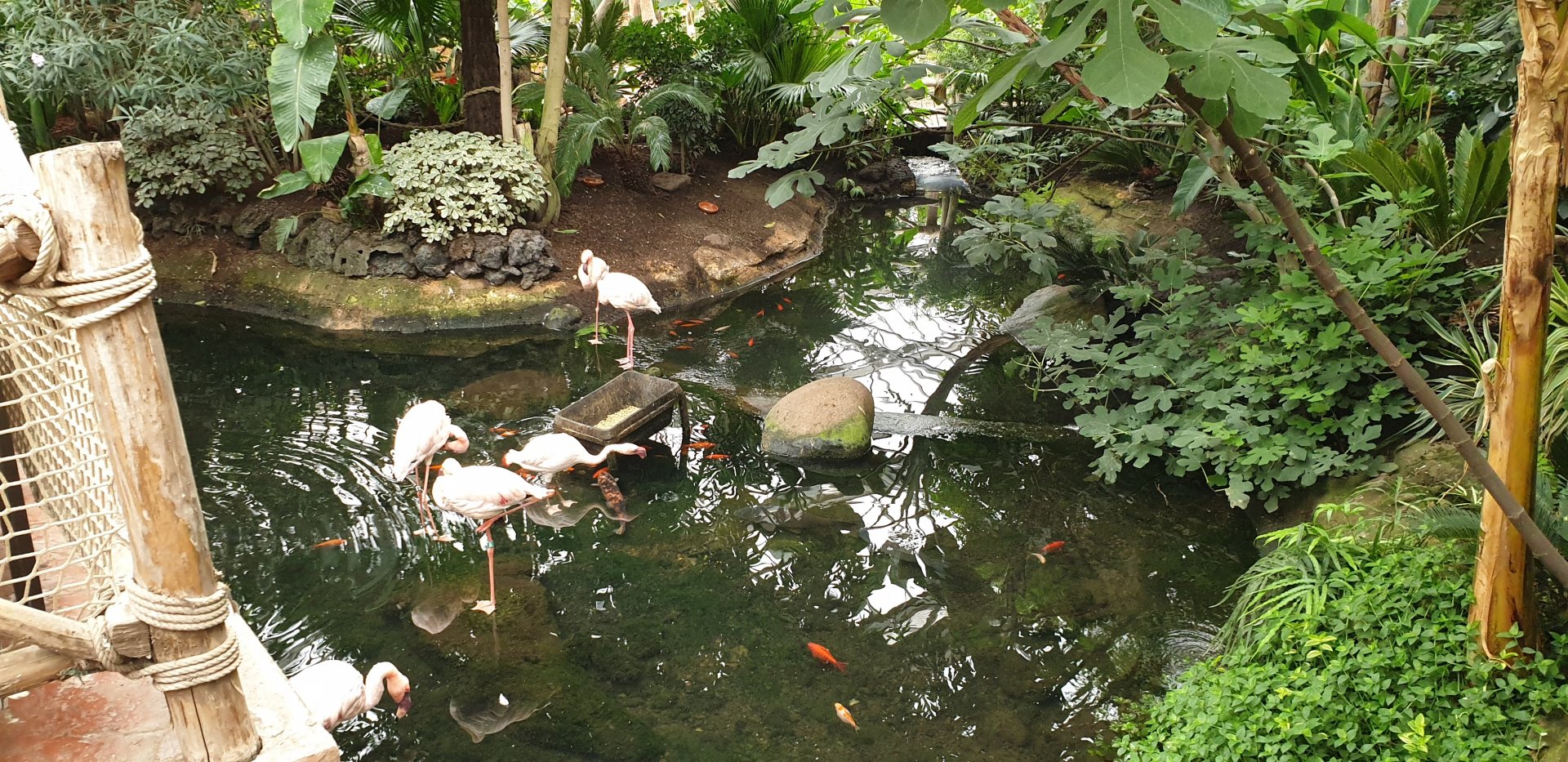 Lesser flamingo pool