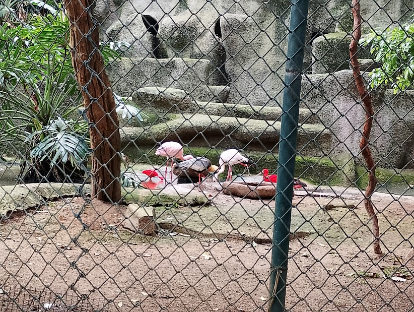 Lesser flamingo, scarlet ibis and Buff necked ibis