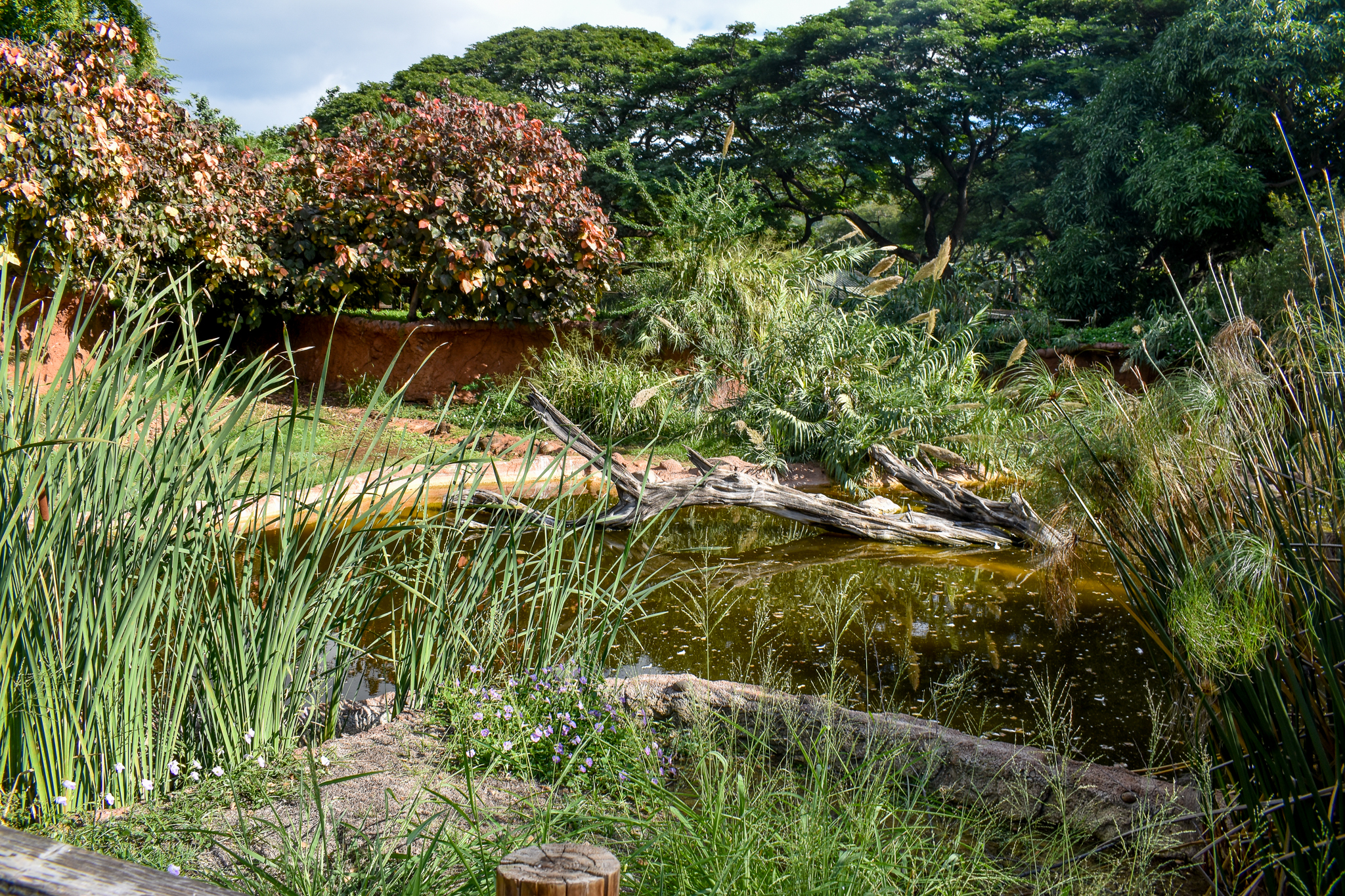 Lesser Flamingo/spoonbill enclosure