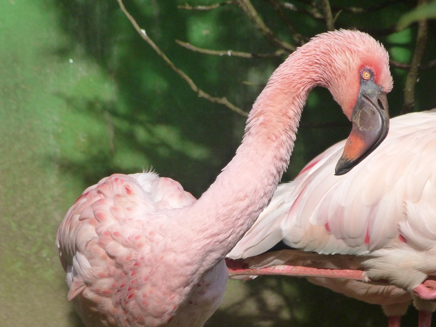Lesser flamingo -Zoo de Santillana del Mar (2024)