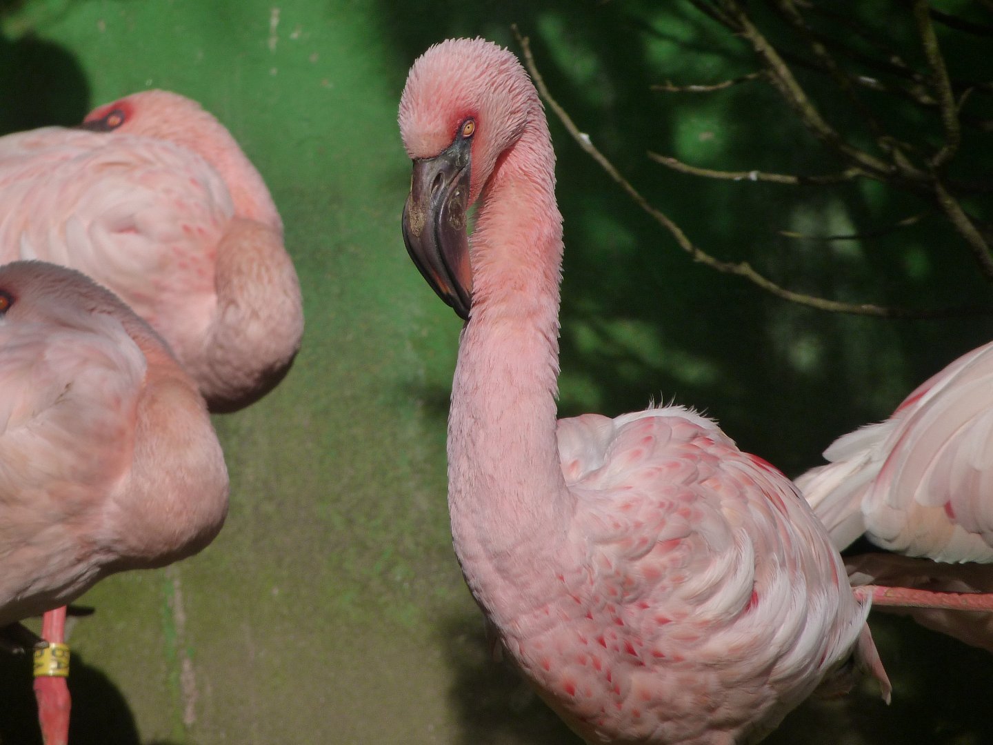Lesser flamingo -Zoo de Santillana del Mar (2024)