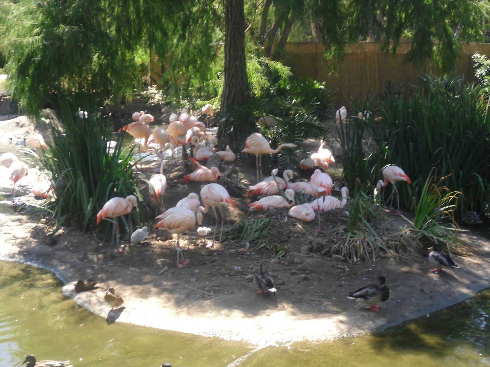 Lesser Flamingo