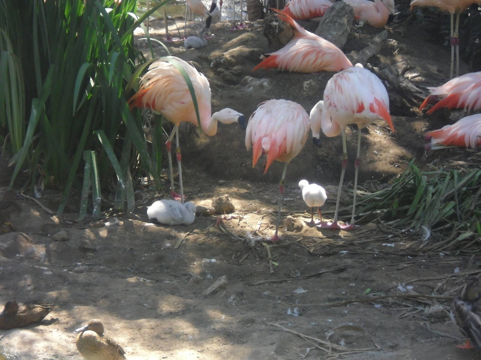 Lesser Flamingo