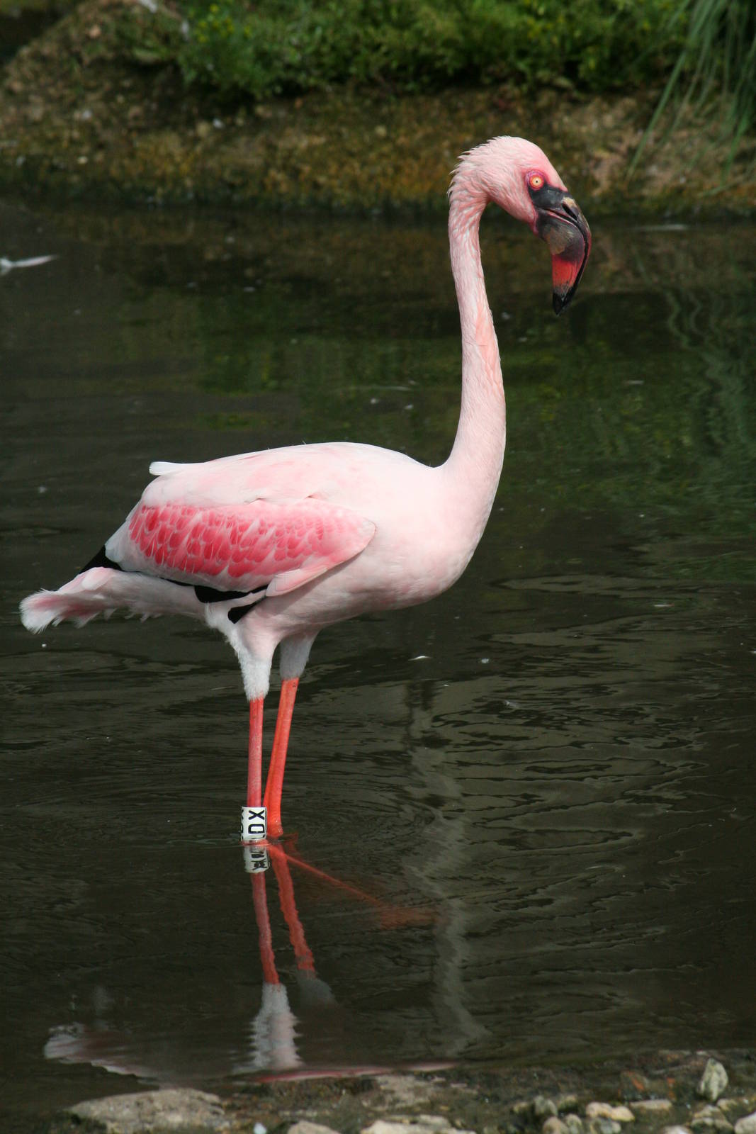 Lesser flamingo