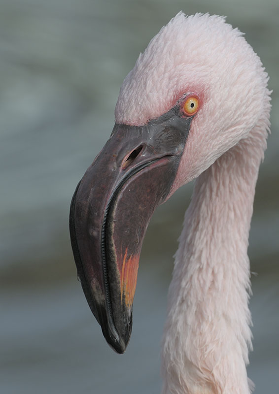 Lesser flamingo