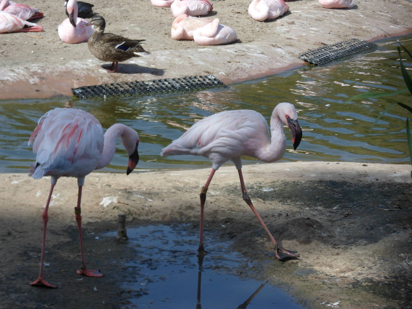 Lesser Flamingo