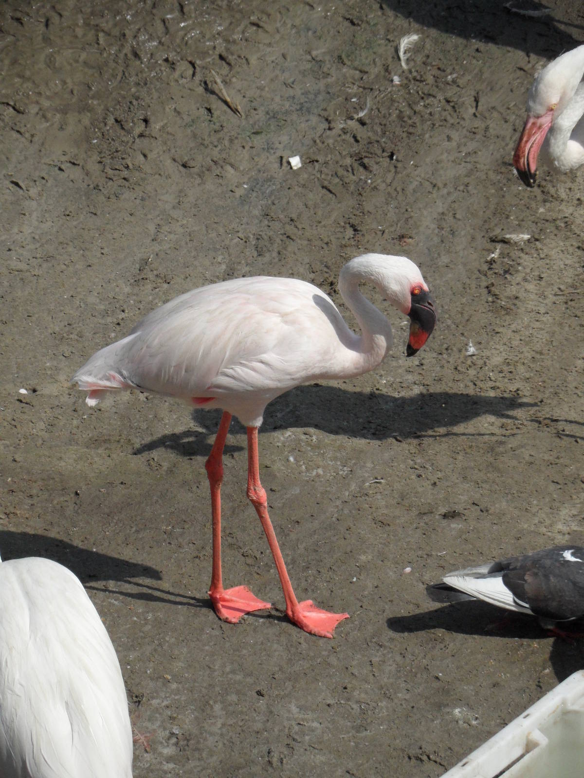 Lesser flamingo