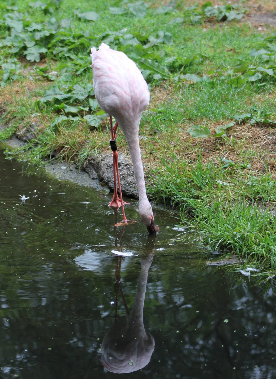 Lesser flamingo