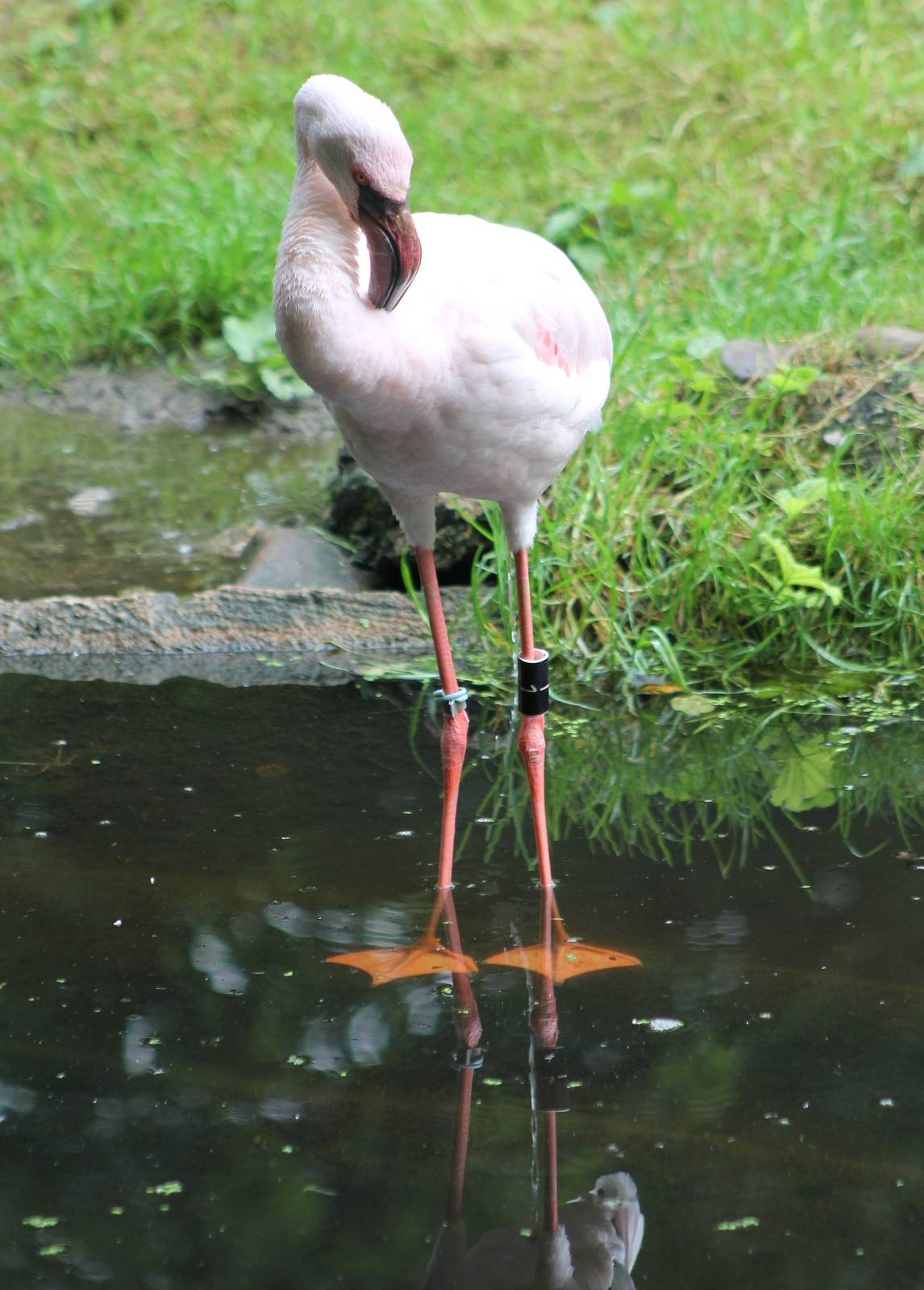 Lesser flamingo