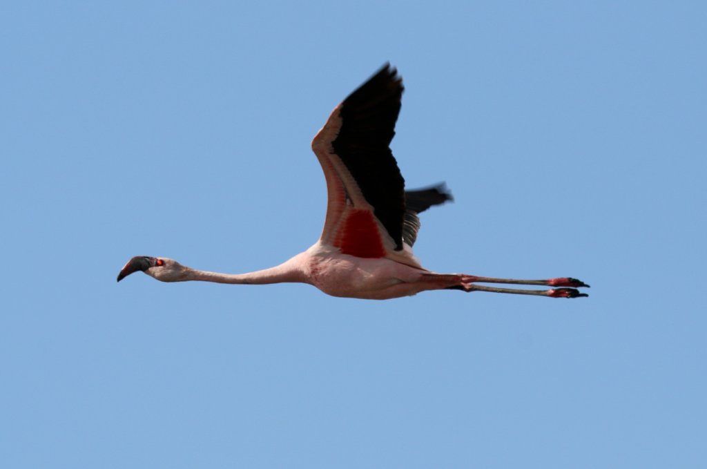 Lesser Flamingo