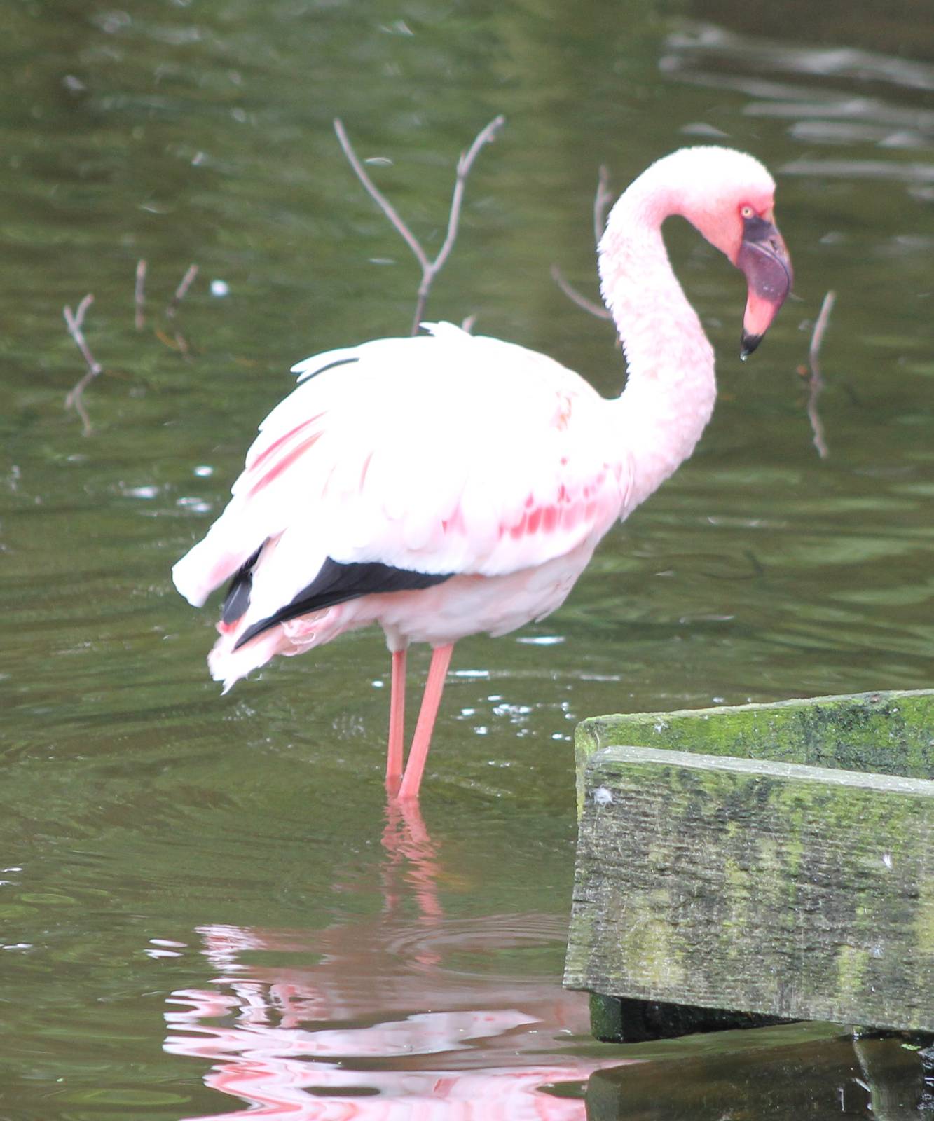Lesser flamingo