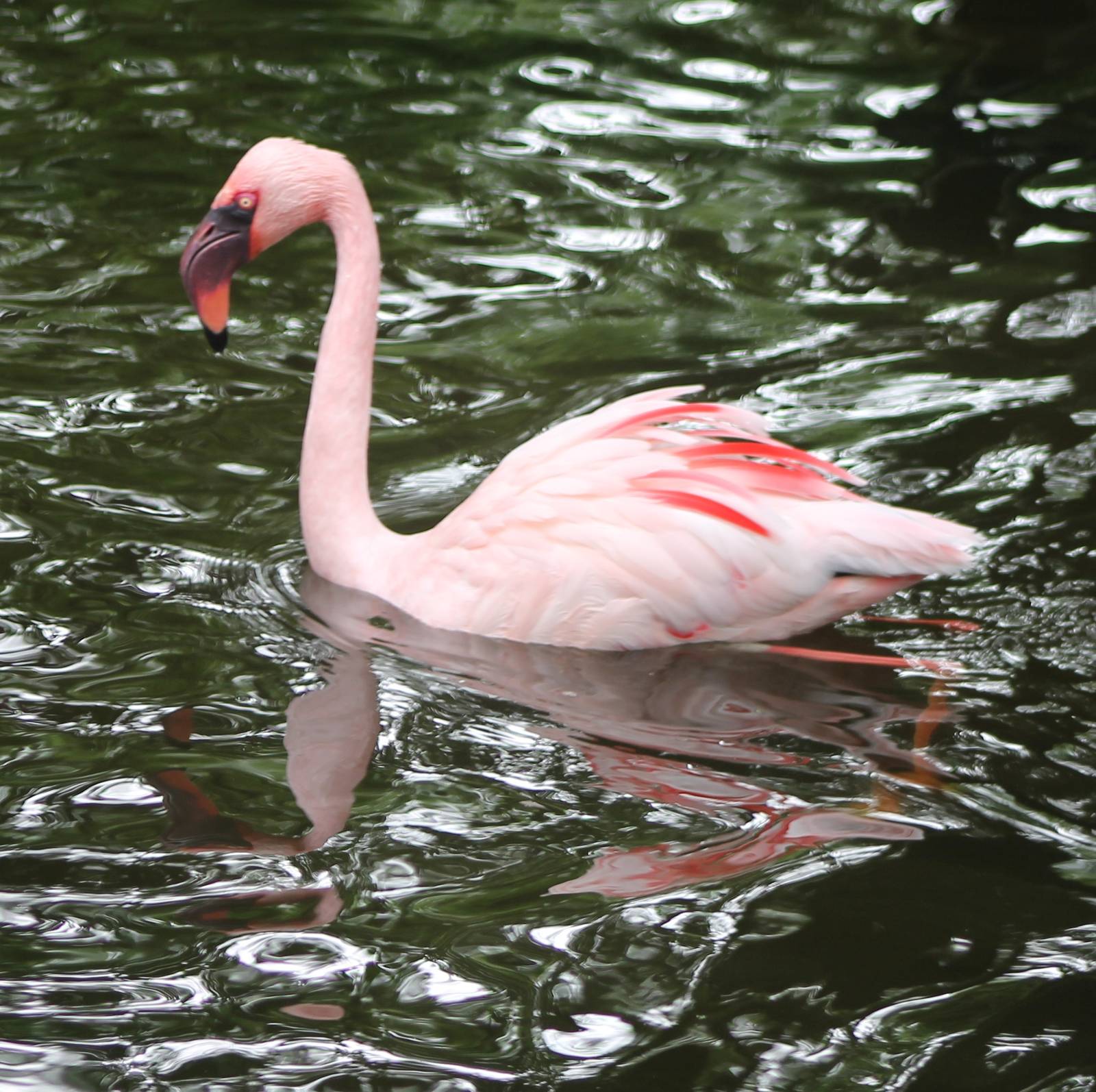 Lesser flamingo