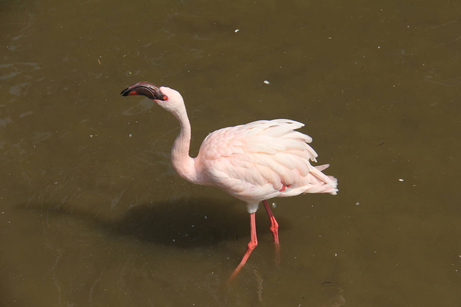 Lesser flamingo