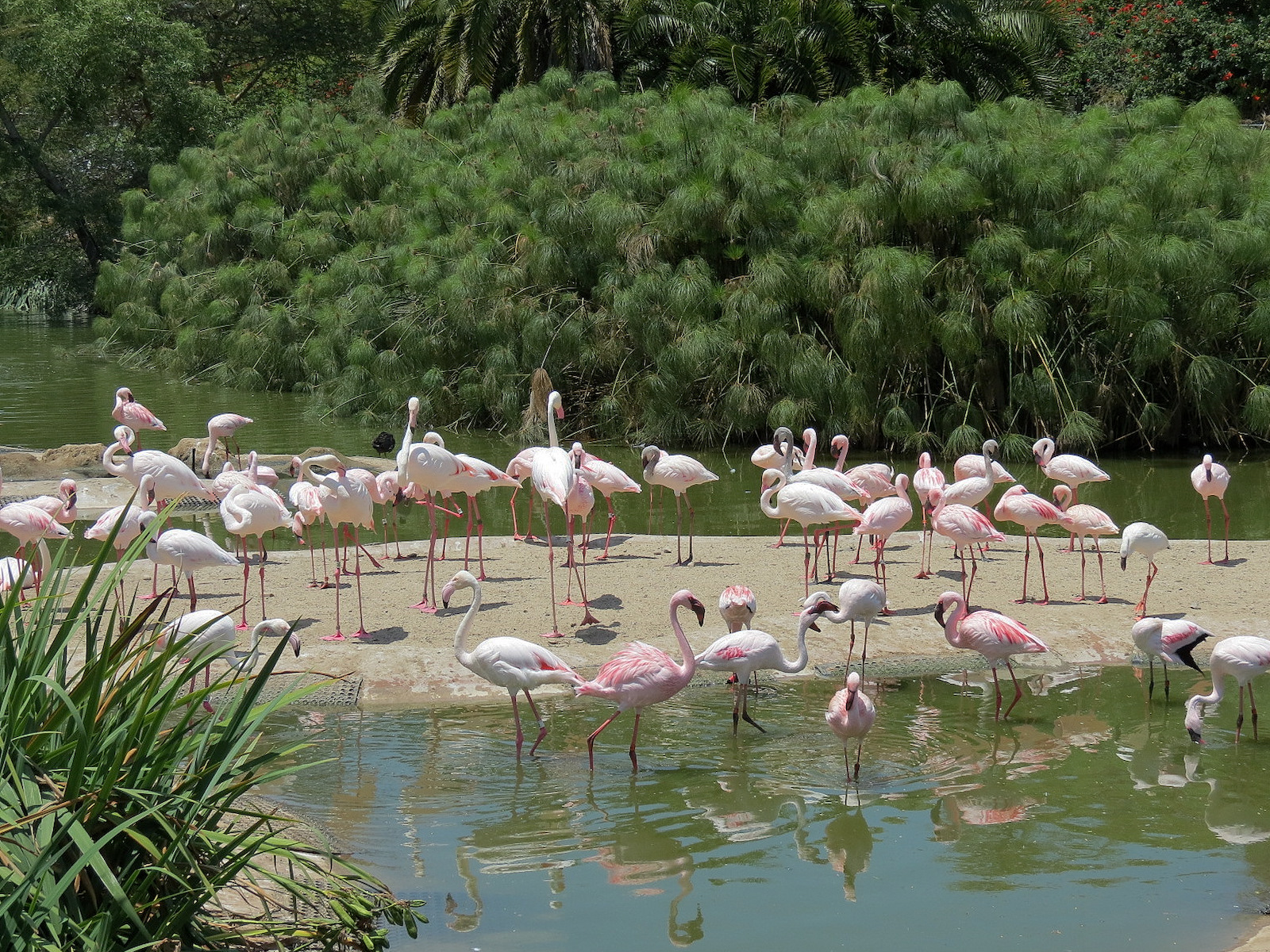 Lesser Flamingo