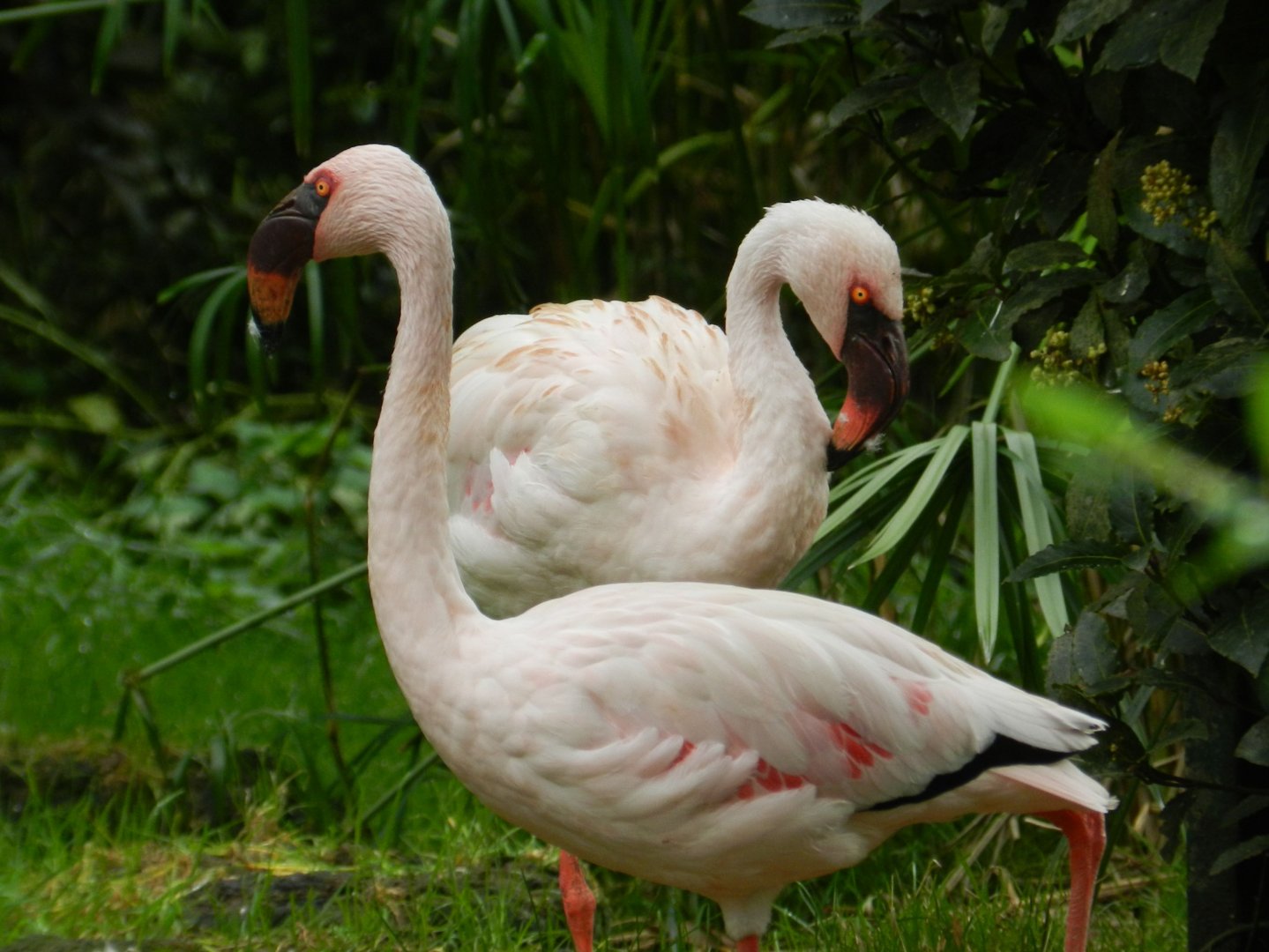 Lesser Flamingo