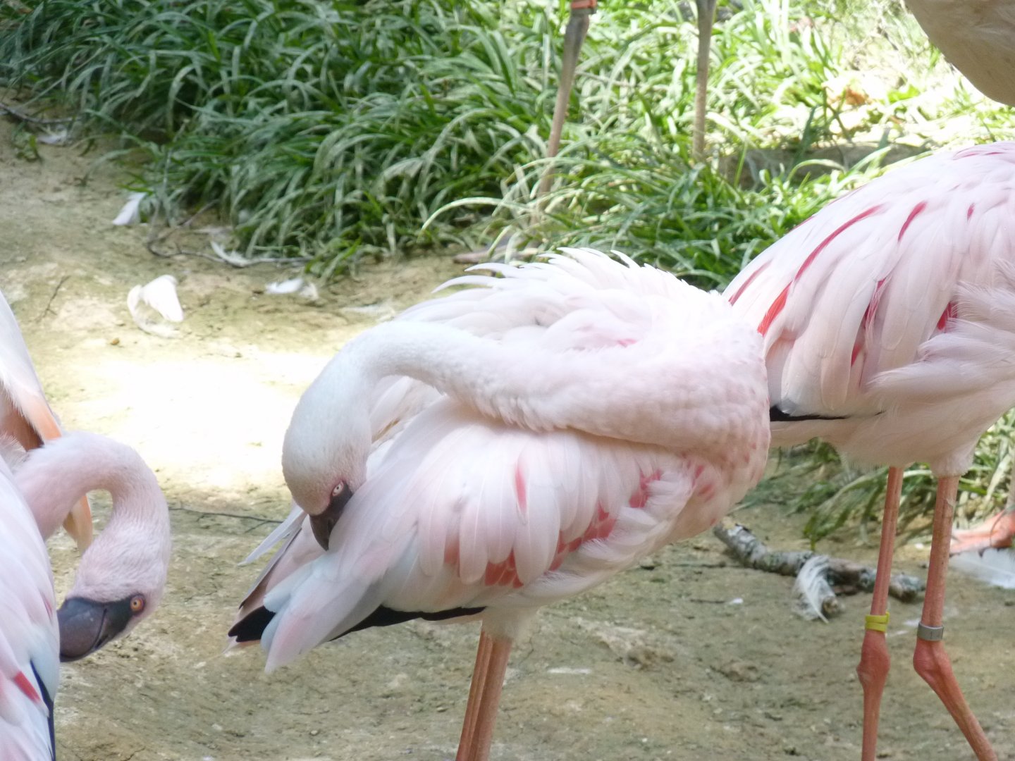 Lesser flamingo