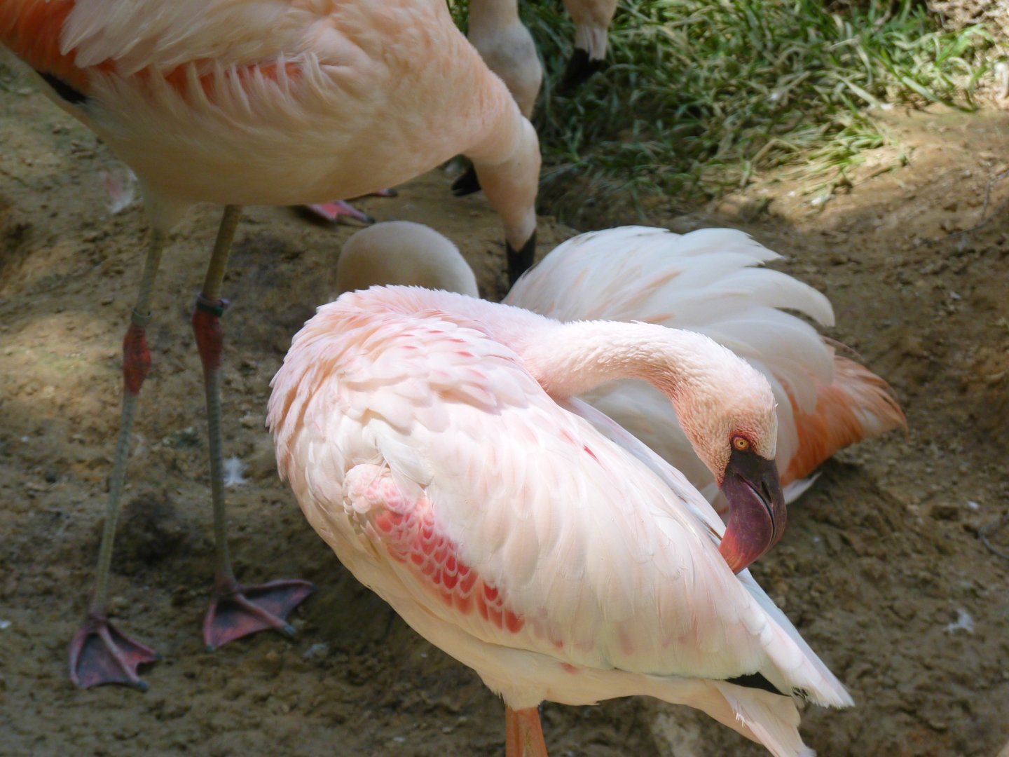 Lesser flamingo