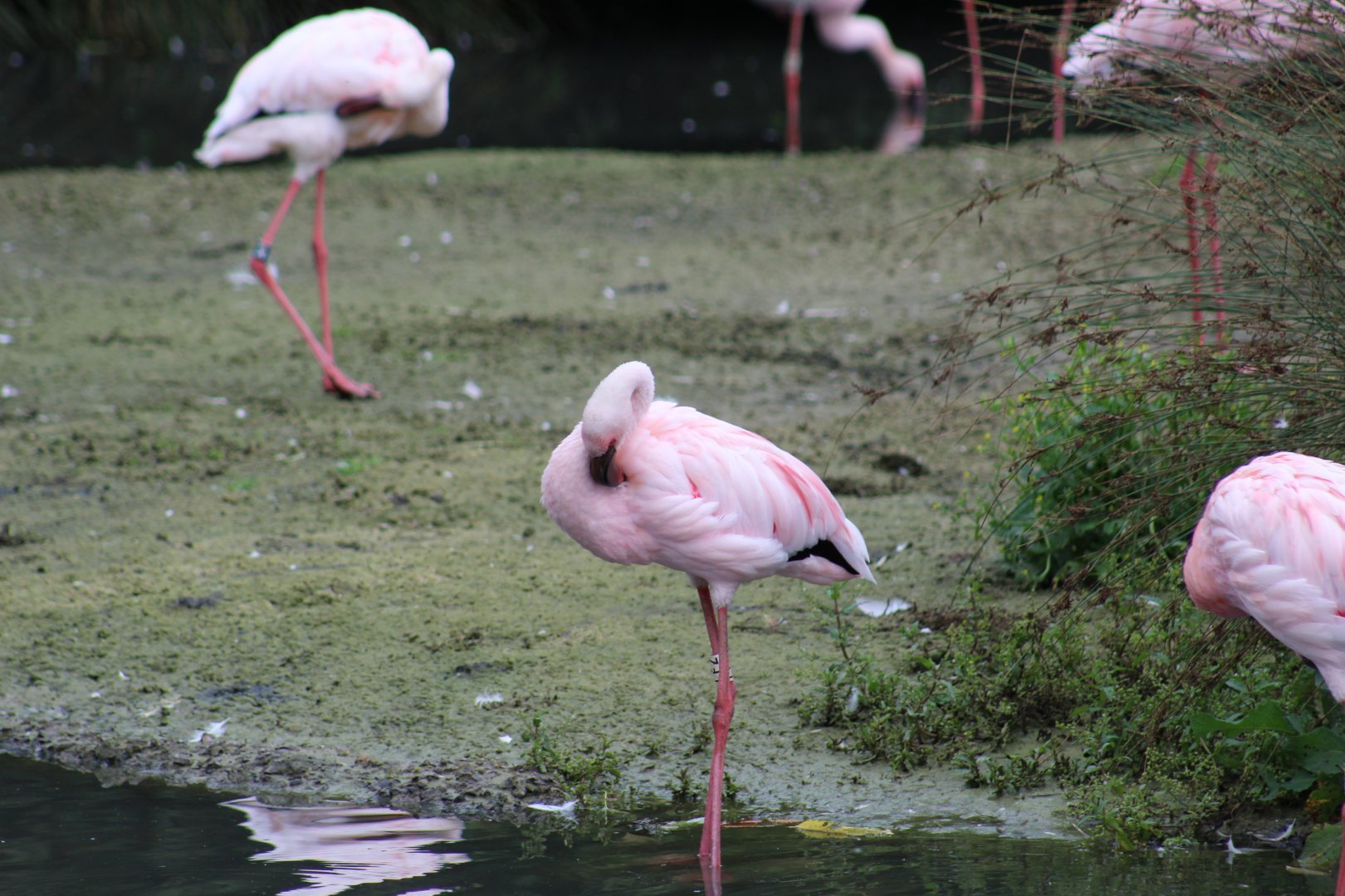 Lesser Flamingo